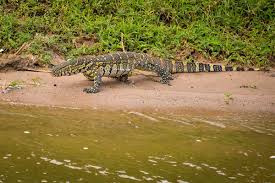 Reptile Village in Entebbe